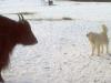 Bull and Tatra